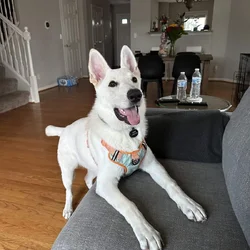 Free White GSD