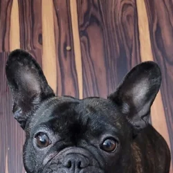 French Bulldog Female