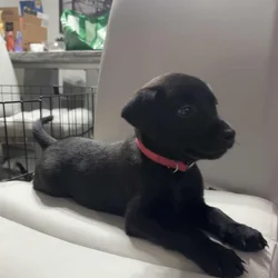 Belgian Malinois for sale