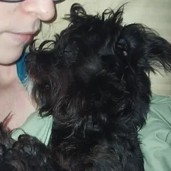 YorkiePoo