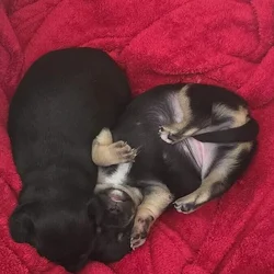 Chorkie pups for rehoming