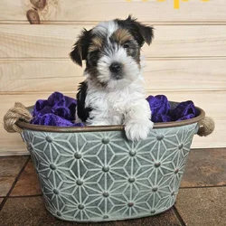 Female German Yorkie (Biewer Terrier puppy)