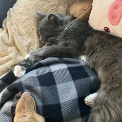 Senior Cat Needing Home