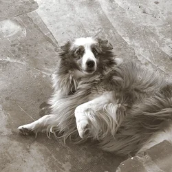 Blue Merle Sheltie