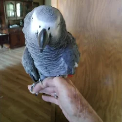 Friendly African Grey
