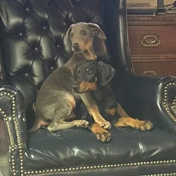 Doberman puppies