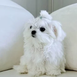 Mini Maltese , baby face