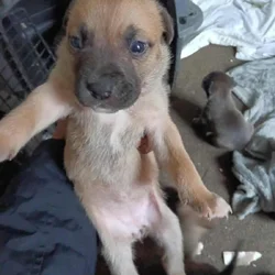 Beautiful 2 months old puppies