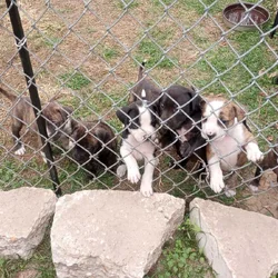 Lab mixed puppies for free