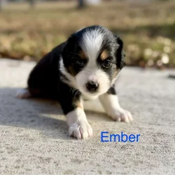 Mini Australian Shepard Puppy (Ember)