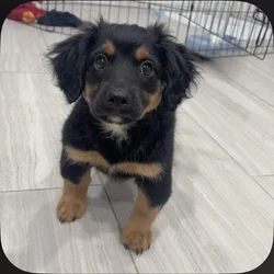 6mo pup for sale - Pepe