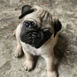 PERFECT PUG GIRLIES