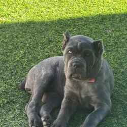 Corso puppies ready for new homes