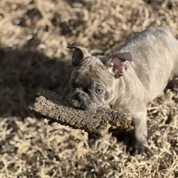 Purebred French bulldog pups