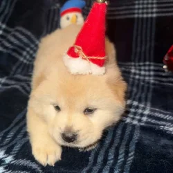 Max cream male chow chow