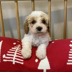 Cavapoo puppy