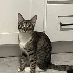 Sweet baby girl cat needs to be rehomed