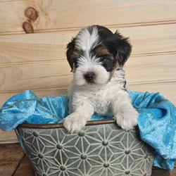 German Yorkie (Biewer Terrier) boy