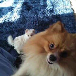 Pomeranian puppies