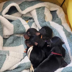 6 girls 1 boy Teacup Yorkies Available