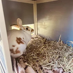 Madame Bun Bun