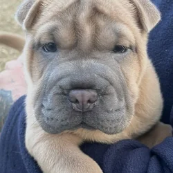 Miniature Shar Pei