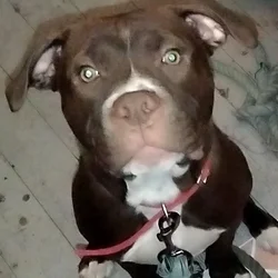 Pitbull mastiff puppy