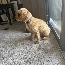 2 y/o Poodle. Bichon frise for rehoming