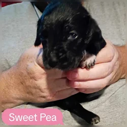 Sweet Pea