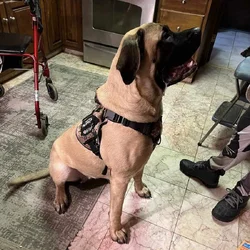 11 Month old English Mastiff