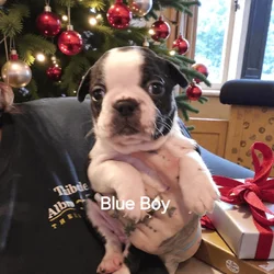 Boston Terriers