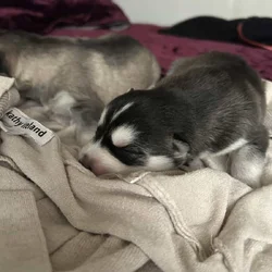 Husky puppies