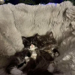 Tuxedo male standard Munchkin