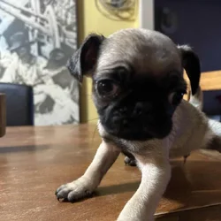Puggies