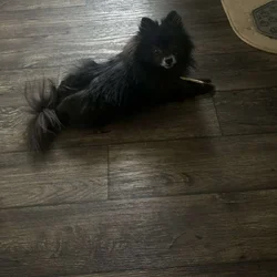 Pomeranian