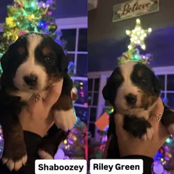 Bernese Mountain Dog puppies