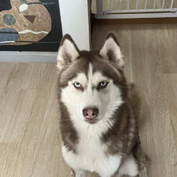 Siberian Husky