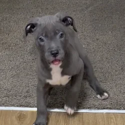 Blue Nose Pit Puppy