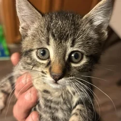 Kittens