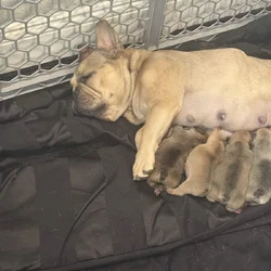 Frenchie Puppies for Sale