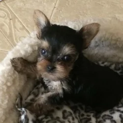 Yorkshire Pups , Bay Area