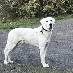 5 year old Akbash/ Great Pyrenees LGD