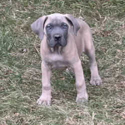 Cane Corso