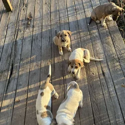 Five Great Pyrenees/hound mix puppies to good home