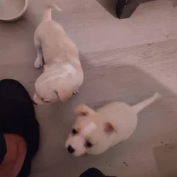 Apple Head chihuahua
