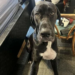 Great Dane