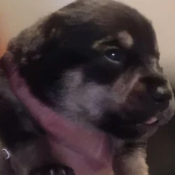 CHIWIENNIE PUPPIES READY FOR A GOOD HOME