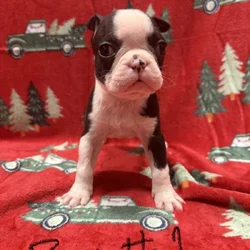 5 pups ready for home ckc reg