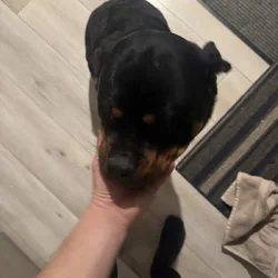 AKC nonspayed Rottweiler