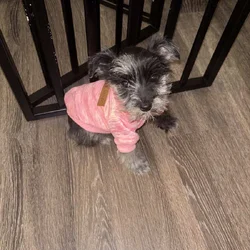 Miniature schnauzer rehoming
